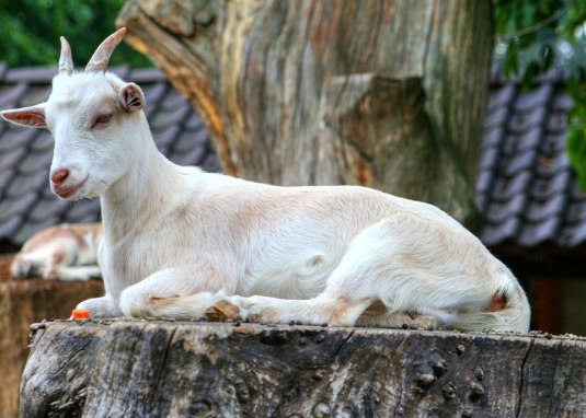 Goat © Hans Bühler