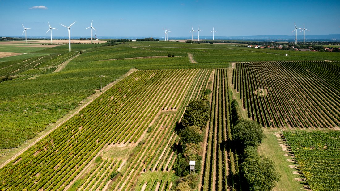 Hillesheimer Altenberg