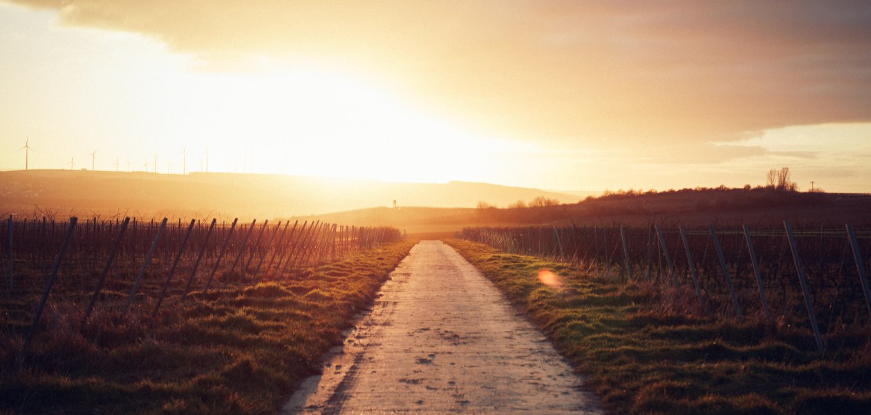 Weingut Becker_Reben, &copy; Peter Bender