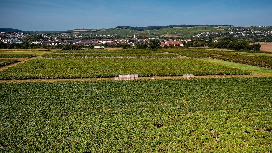 Grolsheimer &Ouml;lberg