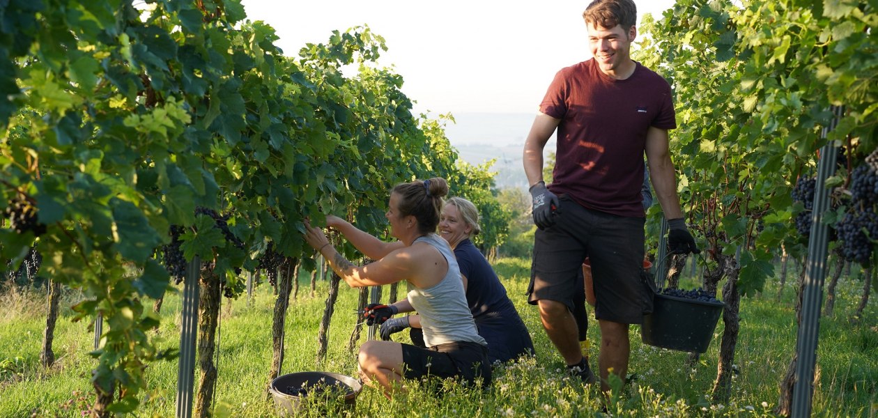 DSC04758, &copy; Weingut Doll & G&ouml;th