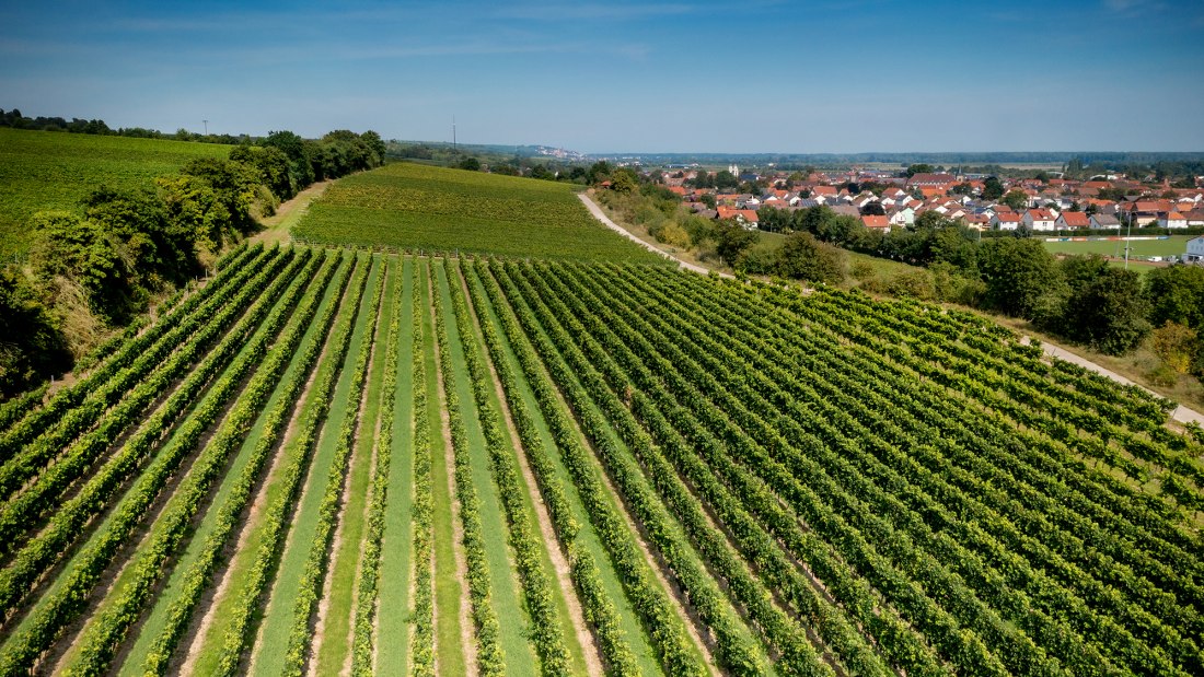 Guntersblumer Bornpfad