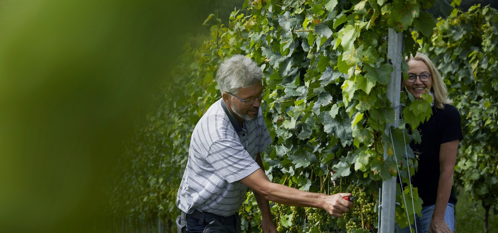 _MG_0880, &copy; Weingut Doll & G&ouml;th