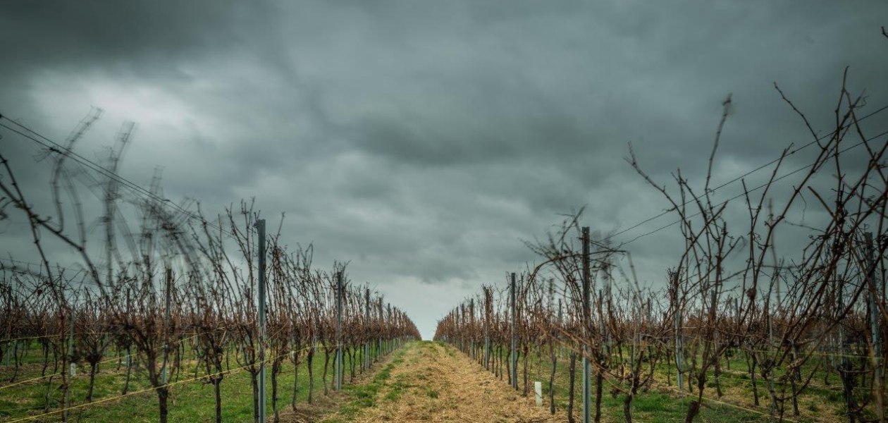 Weingut Georg Mahn_Weinrebe, &copy; Weingut Georg Mahn
