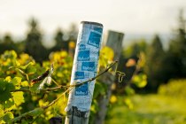weingut-gaenz-bioland-pfahl, © Weingut Gänz