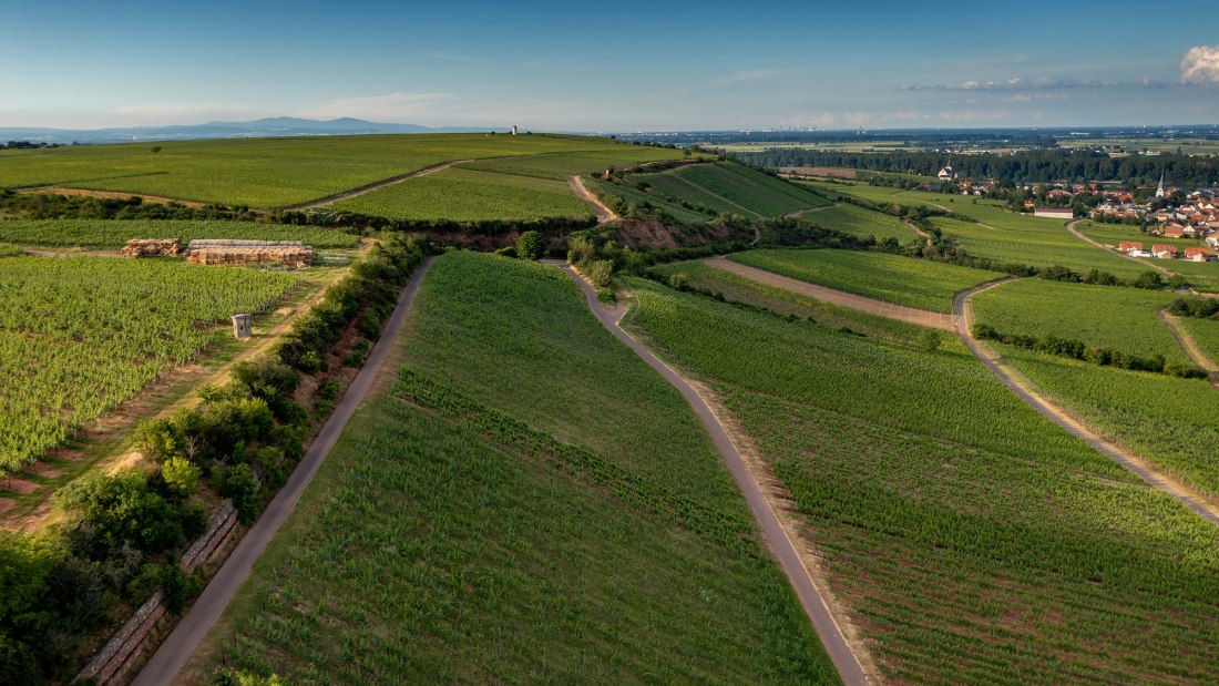 Niersteiner Orbel