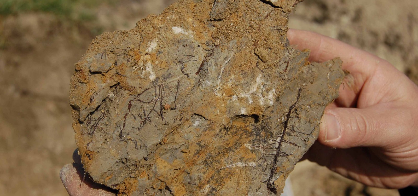 Tonmergel Pelosol, © Landesamt für Geologie und Bergbau Rheinland-Pfalz