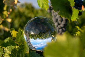 Weinbergswanderung, © Weingut Jürgen Bernhard