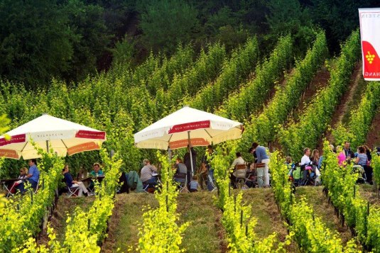 Weinpräsentation am Roten Hang, © T. Silz