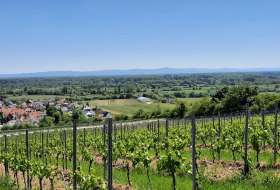 Aussicht Falkenberghütte Dienheim © TSC Rhein-Selz