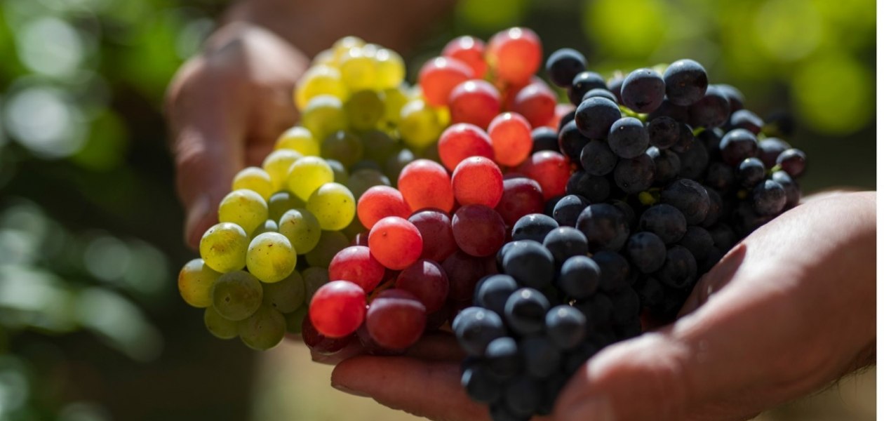 Weingut Jung & Knobloch_Trauben, &copy; Weingut Jung & Knobloch