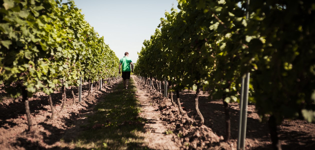 Weingut Dackermann_Reben, &copy; Weingut Dackermann