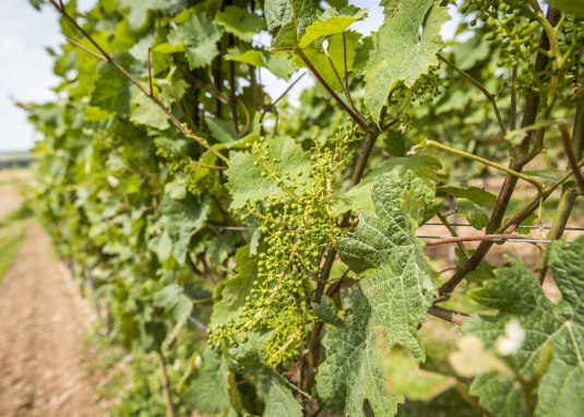 Weinberge im Sommer © Foto http://achimmeurer.com