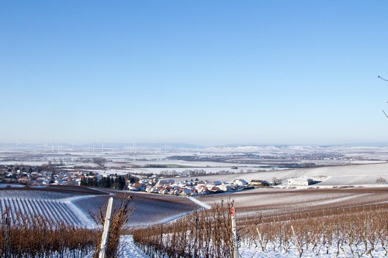 Weinhaus Uhl_Reben im Schnee, &copy; Weinhaus Uhl
