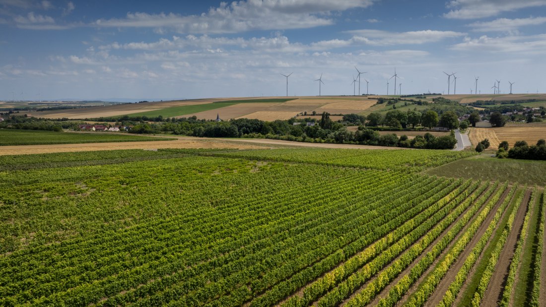 Freimersheimer Frankenstein, &copy; Rheinhessenwein e.V., Torsten Silz