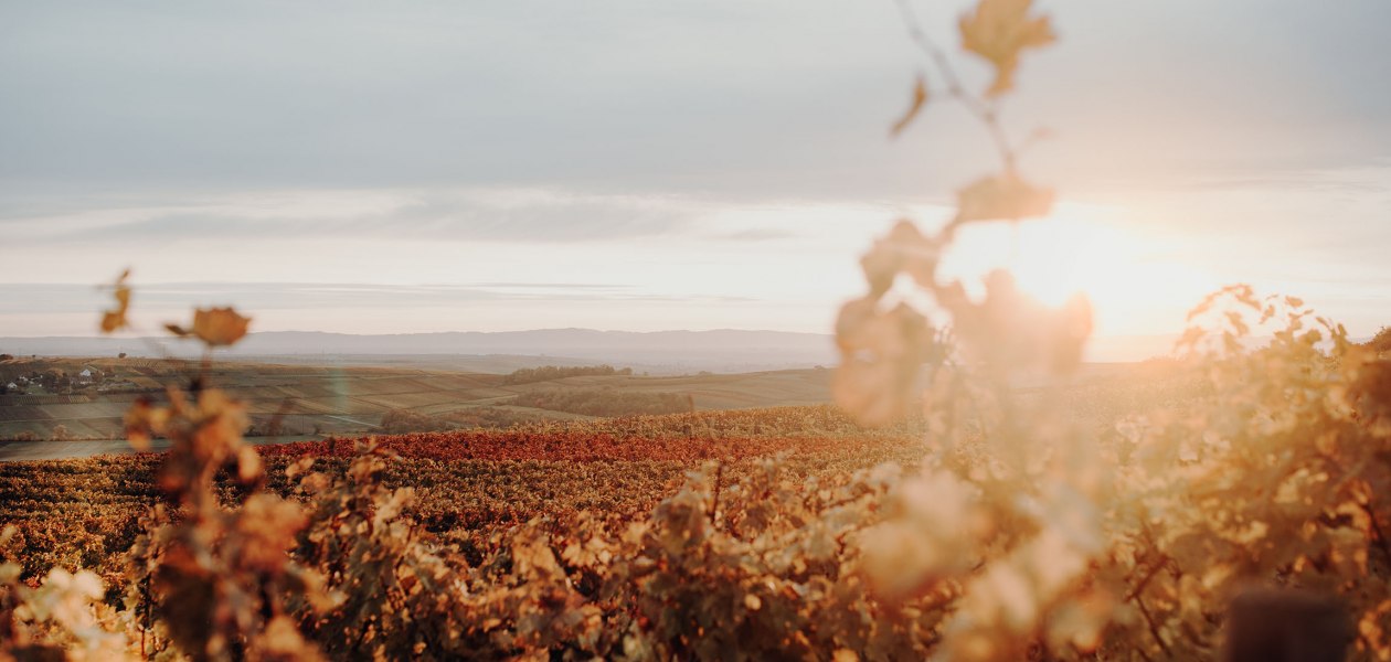 Weingut Hungerm&uuml;ller_Weinreben, &copy; Weingut Hungerm&uuml;ller