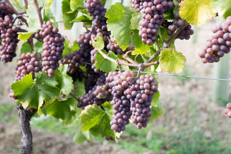 Weinhaus Uhl_Trauben, &copy; Weinhaus Uhl