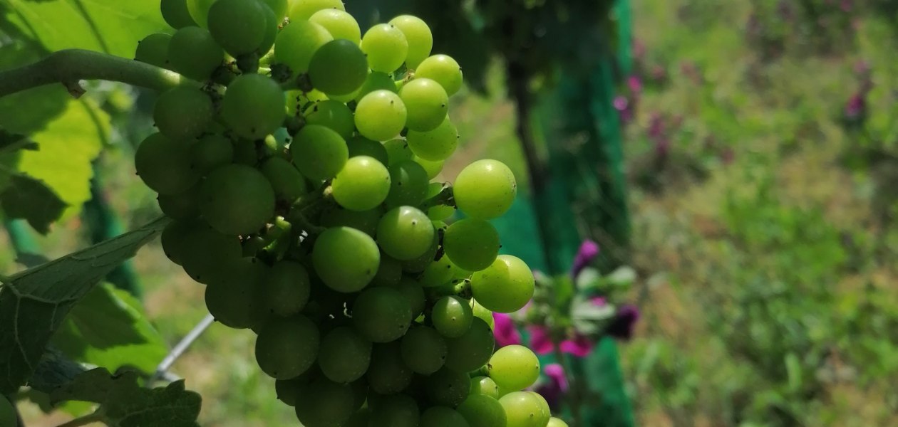 Bio Weingut Hellmich_Trauben, © Bio Weingut Hellmich