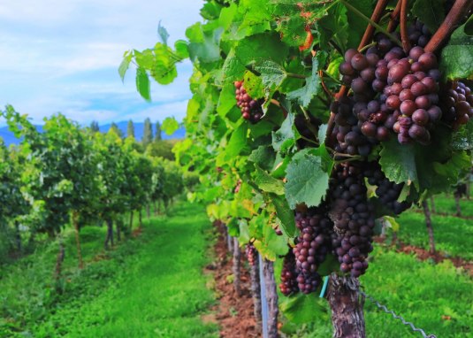 weinlese © pixabay