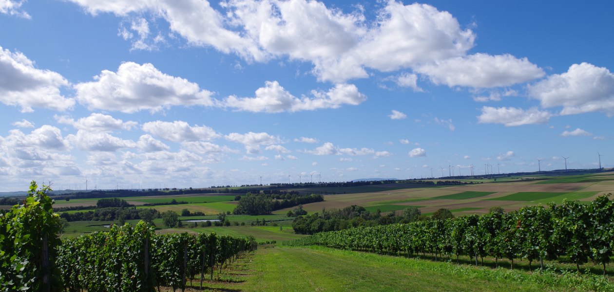 Weingut Bernhard_Weinberge 2, © Weingut Bernhard