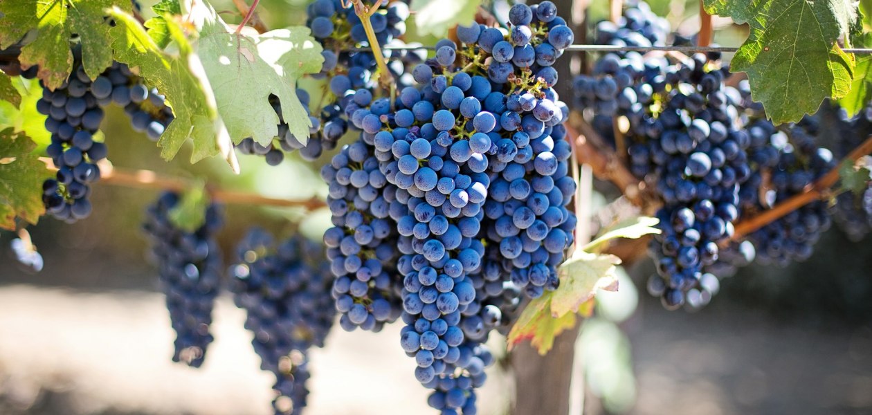 Weingut Egelhoff_Trauben, © Weingut Egelhoff