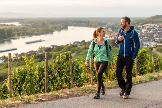 Ein Paar wandert auf dem Rheinterrassenweg umgeben von Rhein und Weinbergen., © Dominik Ketz, Rheinhessen-Touristik GmbH