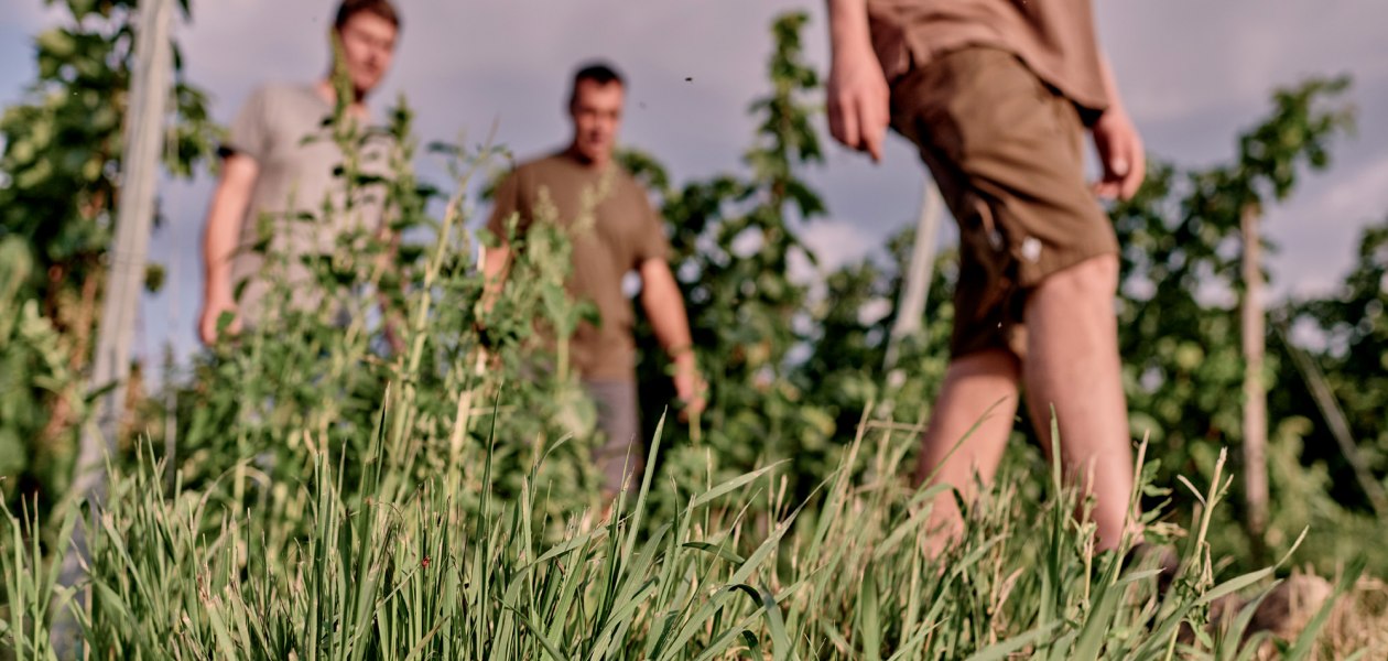 Weingut Sander_Kontrollgang durch den Weinberg, &copy; Weingut Sander