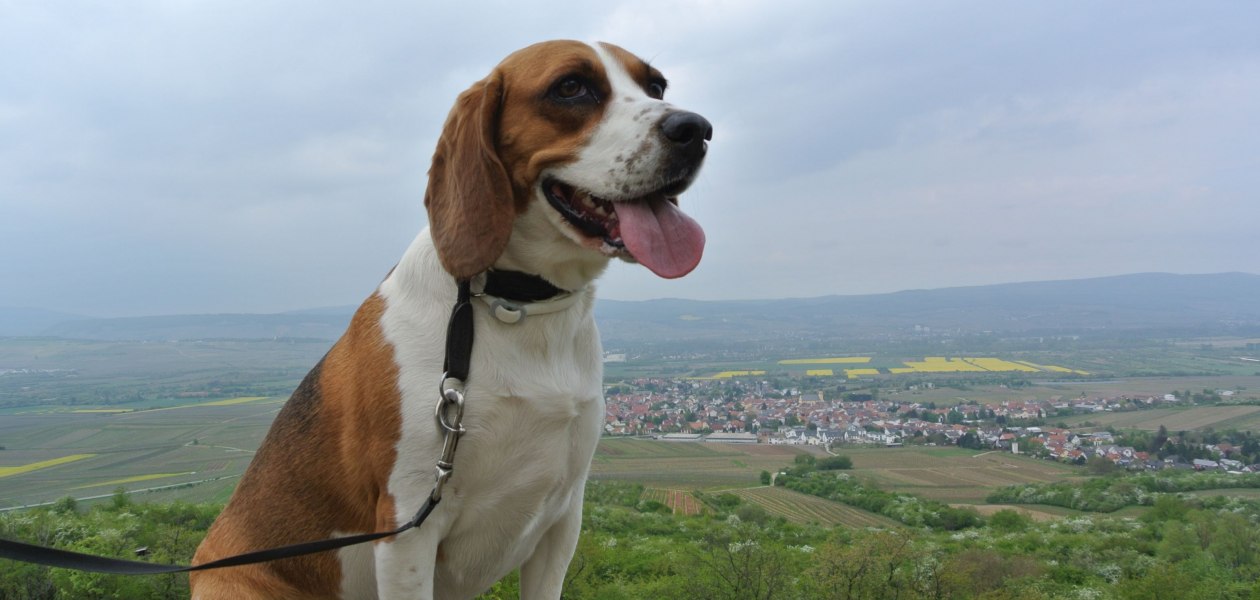 FamilienWeinGut Feser_Hund Luna, &copy; FamilienWeinGut Feser