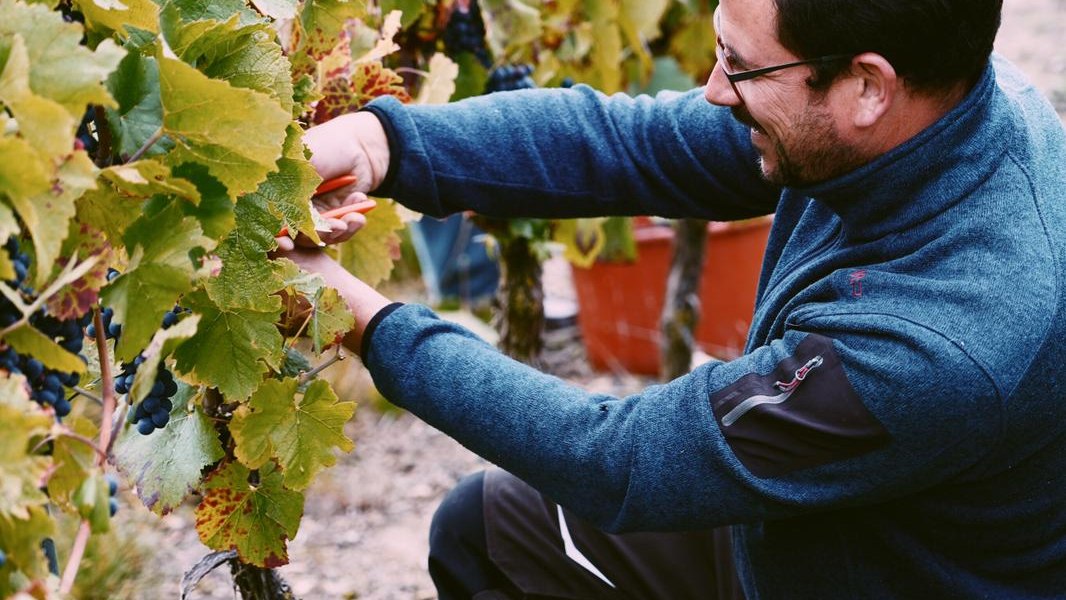 Weingut Schnabel_Weinlese, &copy; Weingut Schnabel