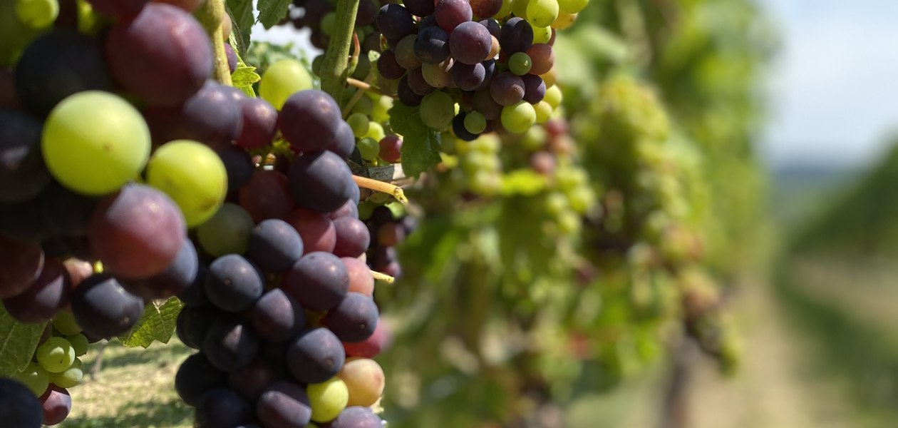 Weingut Breitenbach Trauben, &copy; Weingut Breitenbach