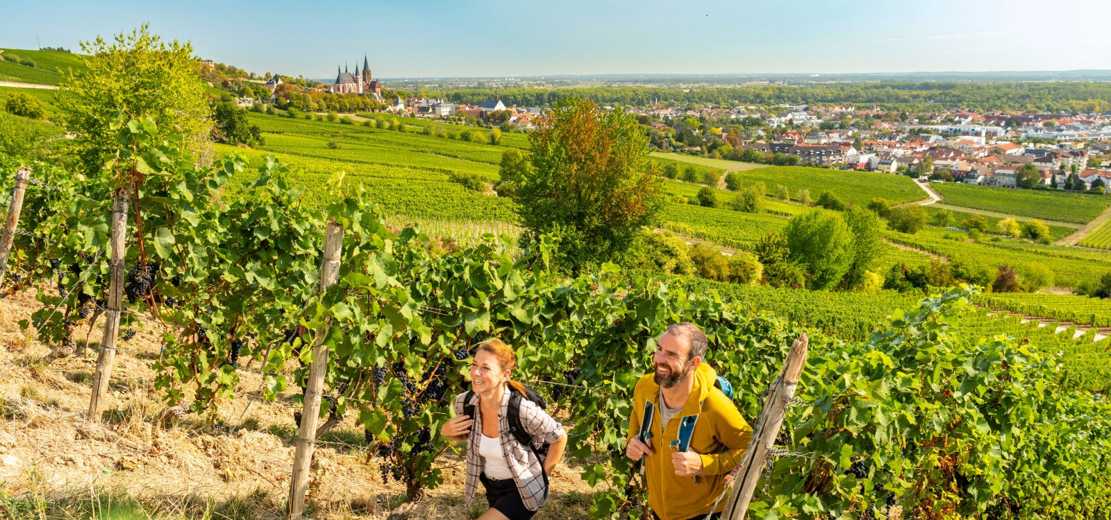 Ein Paar wandert durch Weinberge bei Oppenheim.