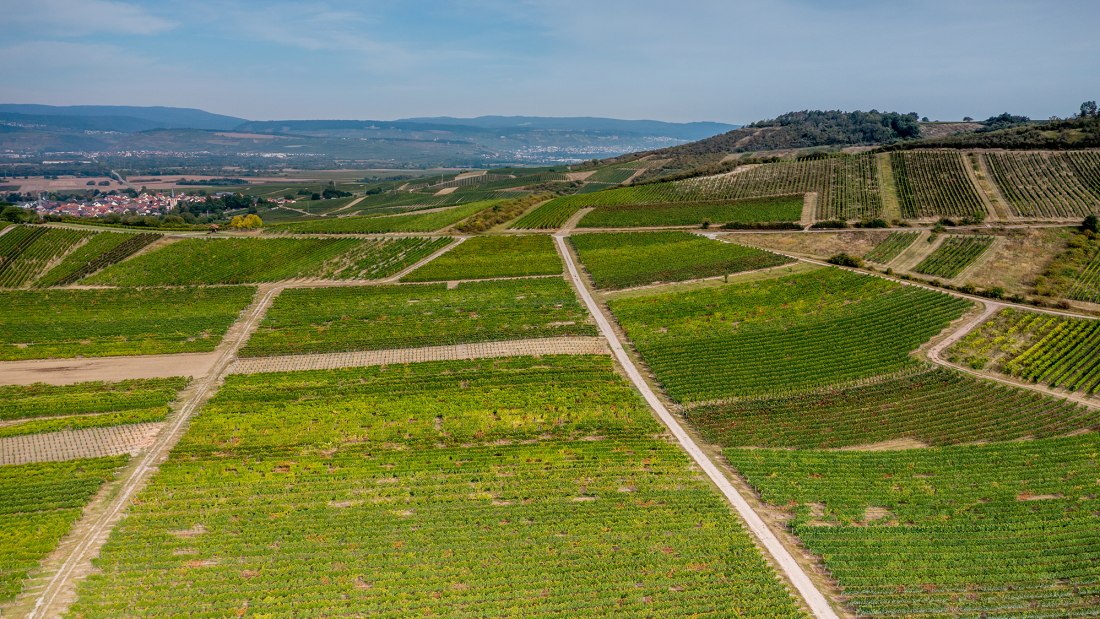 Aspisheimer Sonnenberg
