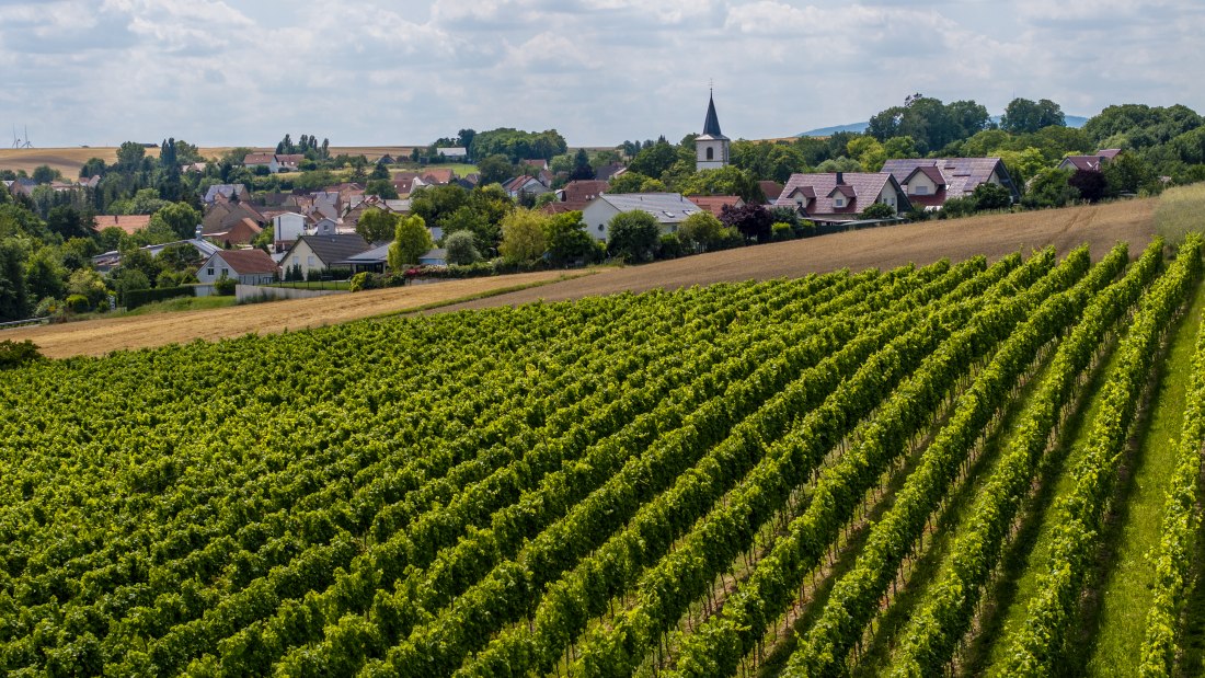 Freimersheimer Frankenstein, &copy; Rheinhessenwein e.V., Torsten Silz