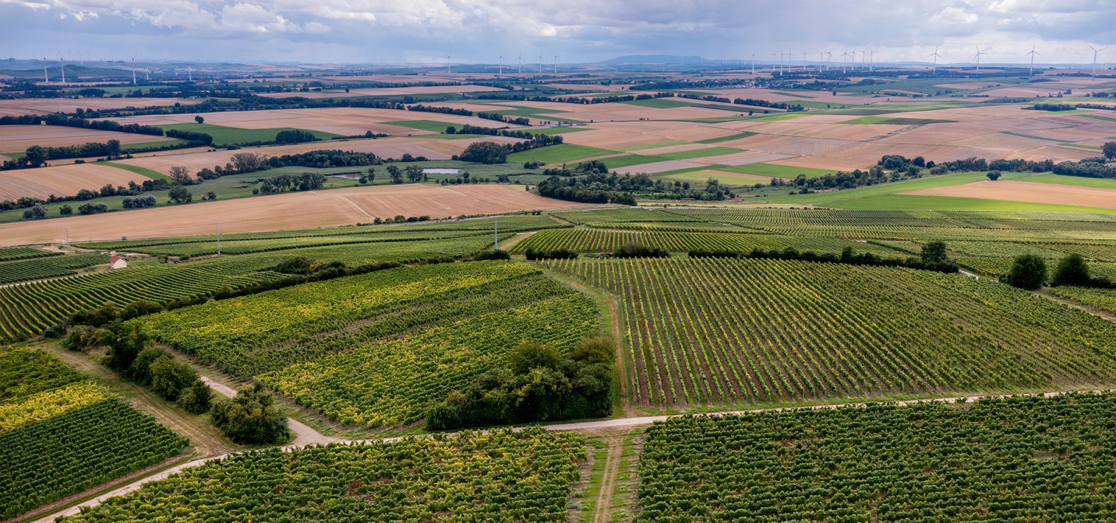 Zornheimer Vogelsang