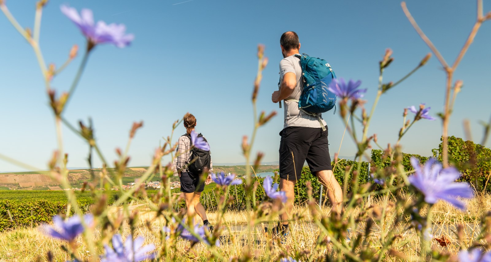 Zwei Wanderer mit Rucksäcken laufen auf einem Feldweg durch Weinberge, umgeben von blühenden Wildblumen unter klarem Himmel