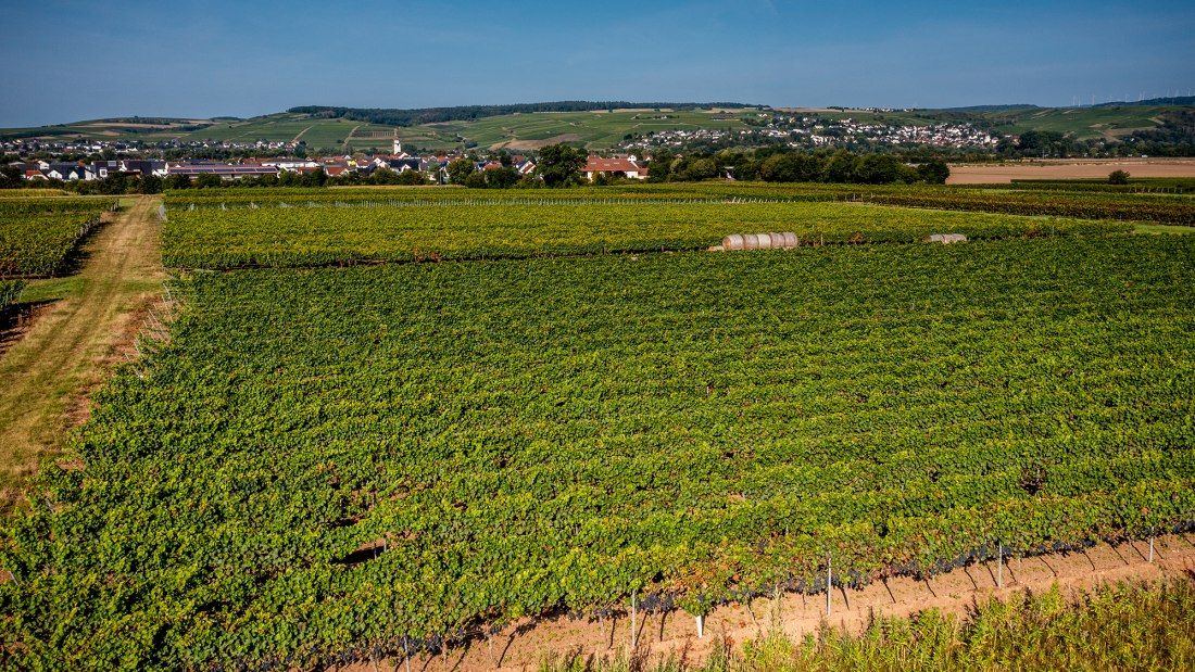 Grolsheimer &Ouml;lberg