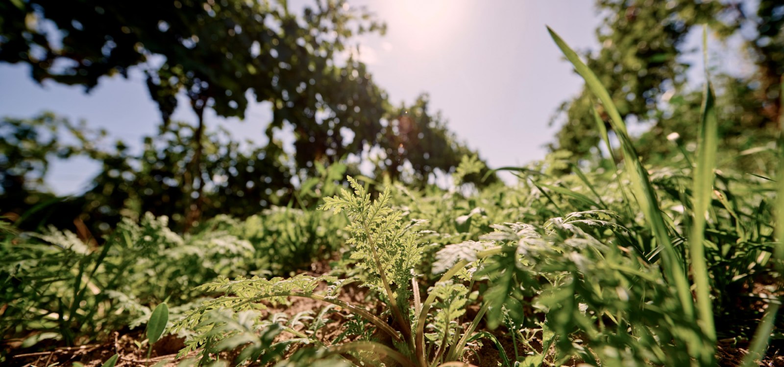 Weingut Sander_Zwischenbegr&uuml;nung, &copy; Weingut Sander