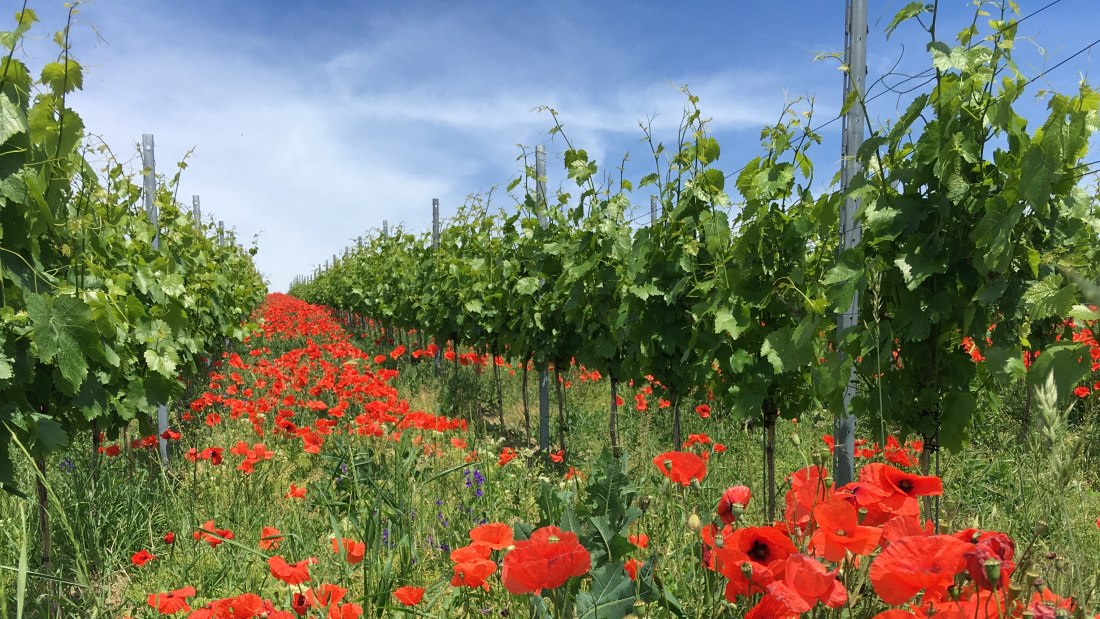 IMG_3037_Klatschmohn, &copy; Weingut Abthof