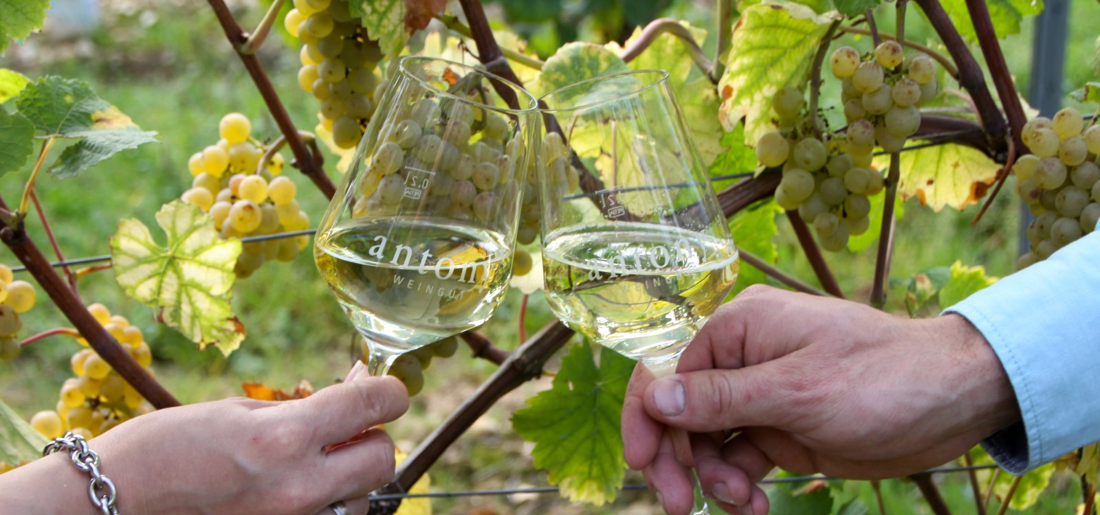 Weingut Antony_Weingl&auml;ser, &copy; Weingut Antony