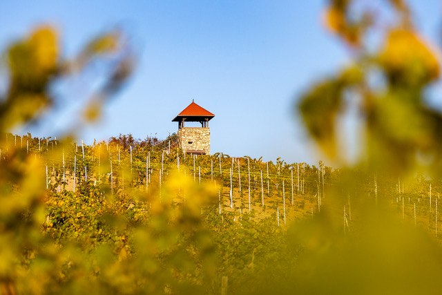 Weingut Eckert_Rebe, &copy; Weingut Eckert
