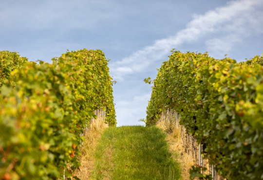 Weinberge in Rheinhessen, © Dominik Ketz, Rheinhessen-Touristik GmbH