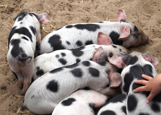 Bentheimer Schweine &copy; pixabay