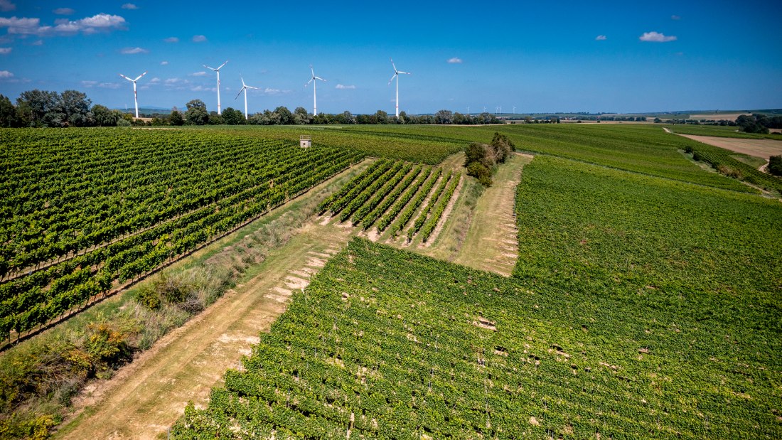 Bechtolsheimer Wingertstor