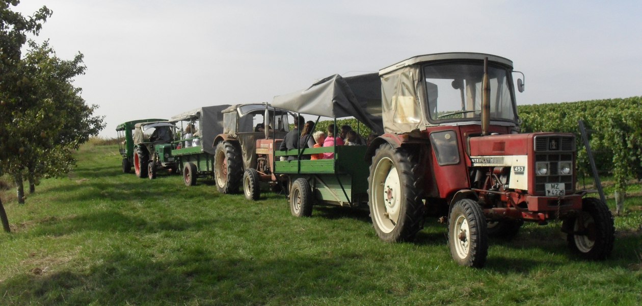 Weingut Bernhard_Weinbergsrundfahrt, &copy; Weingut Bernhard