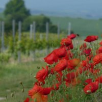 Weinbergsromantik © Schäffer Weinolsheim