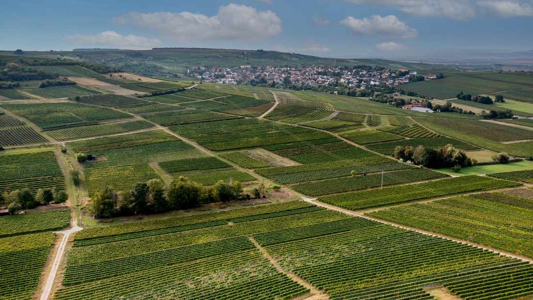 Aspisheimer Sonnenberg