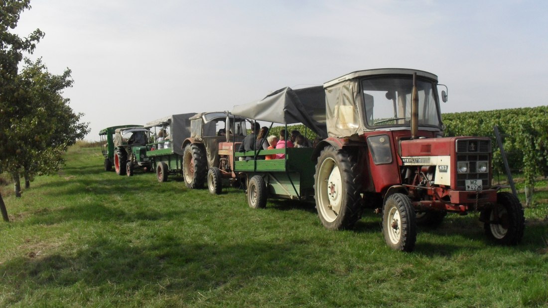 Weingut Bernhard_Weinbergsrundfahrt, &copy; Weingut Bernhard