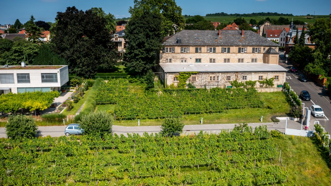 Ingelheimer Sonnenberg-DJI_0039.DNG, &copy; Torsten Silz