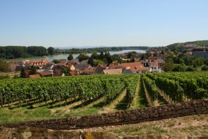 Weinberge vor einer Kleinstadt und im Hintergrund ein Fluss