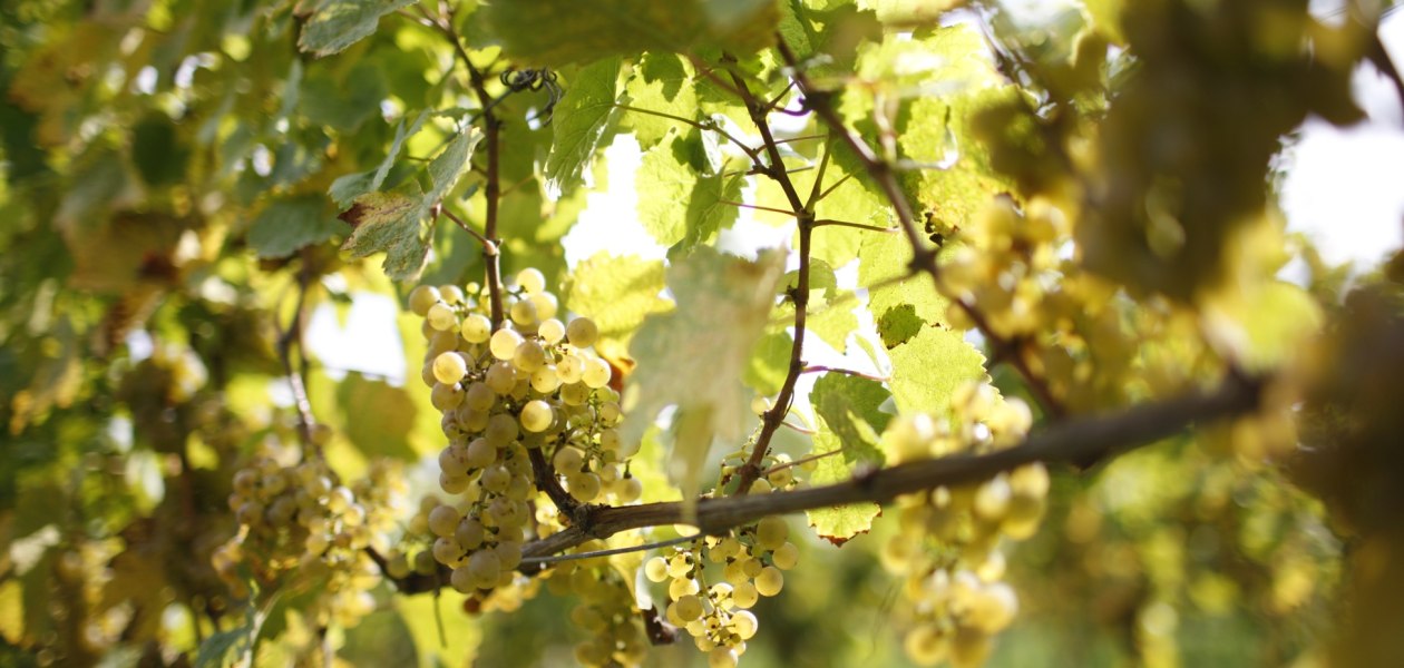Weingut Winter_Traube, &copy; Weingut Winter
